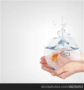 A Golden Fish In A Bowl. Illustration with goldfish in aquarium on white background