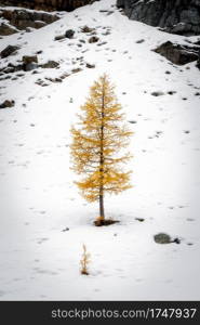 A golden larch tree contrasting against the snowy background at Lake Agnes in Banff National Park.