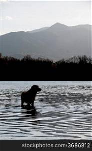 A golden retriever in the water