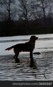 A golden retriever in the water