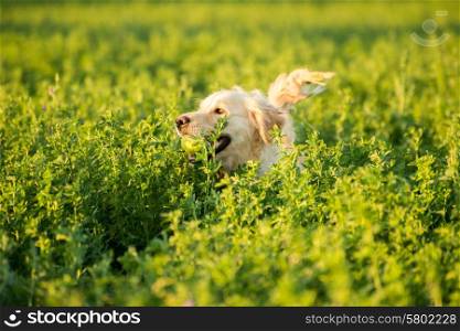 A Golden Retriever is deep in the farmland fields, with a tennis ball in her mouth, which she went to retrieve.