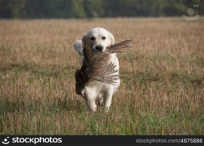 A Golden Retriever Retrieving A Pheasant On A Game Shoot
