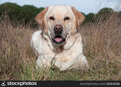 A Golden retriever sitting