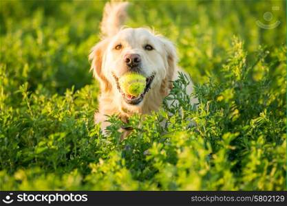 A Golden Retrievers returning with the tennis ball she just found in the fields.