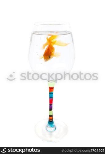 A goldfish whose home has become too small. Conceptual. Time to move to a bigger home. Shot on white background.