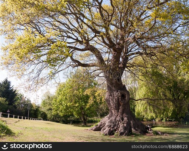 a gorgeous and massive oak tree outside on a sunny day with plenty of leaves