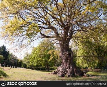 a gorgeous and massive oak tree outside on a sunny day with plenty of leaves