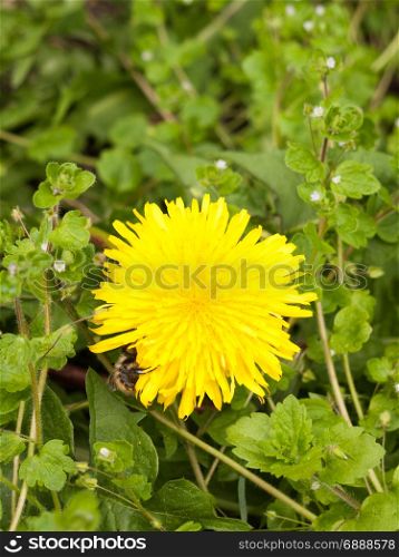 a gorgeous yellow dandelion head flower up close in detail macro with a bee on the side of the flower resting and collecting pollen to make honey, lovely colors yellow and green sharp and clear in spring light