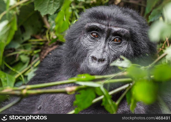 A gorilla eats leaves in the Impenetrable Forest in Uganda