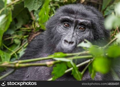 A gorilla eats leaves in the Impenetrable Forest in Uganda