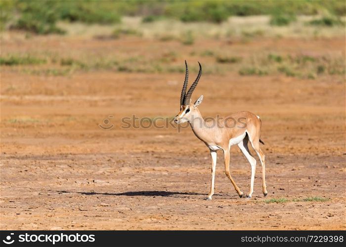 A Grant Gazelle in the savannah of Kenya. Grant Gazelle in the savannah of Kenya