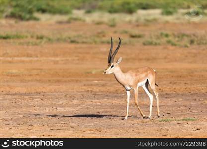 A Grant Gazelle in the savannah of Kenya. Grant Gazelle in the savannah of Kenya