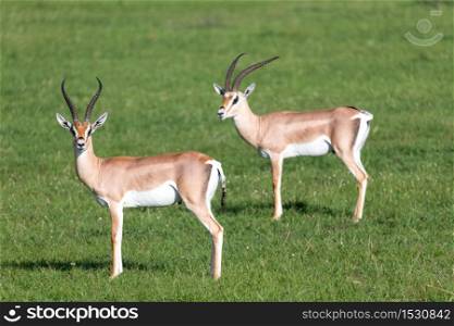 A Grant gazelles on a green pasture in a national park in Kenya. Grant gazelles on a green pasture in a national park in Kenya