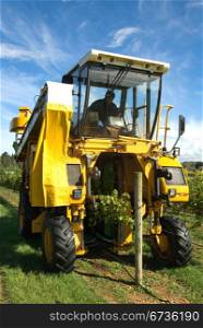 A grape harvester in a vineyard on the Southern Highlands of New South Wales, Australia