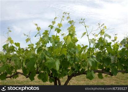 A grapevine growing in a vineyard in South-Western New South Wales, Australia