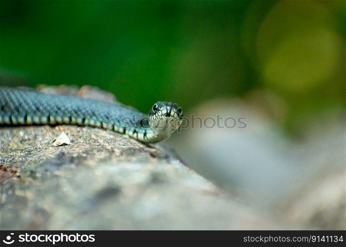 A grass snake with its tongue on a tree trunk in a close-up