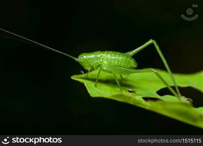 A grasshopper on a green leaf, grasshopper meadow.