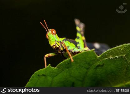 A grasshopper on a green leaf, grasshopper meadow.
