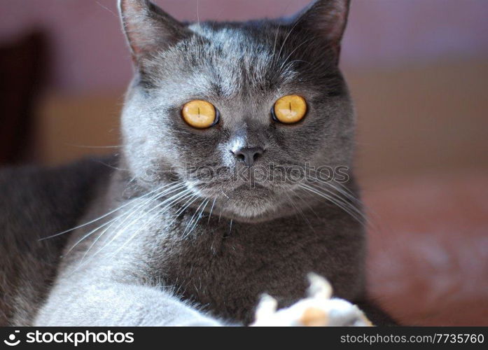 a gray cat of British or Scottish breed lies on the bed in the light from the window