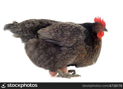 a gray chicken and her eggs in front of white background