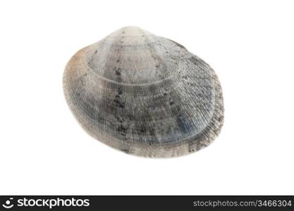 A gray clam isolated on white background