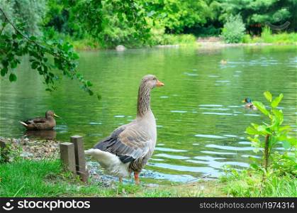 A gray goose stands on the bank of a pond in a city garden.