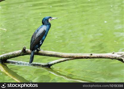 A Great Cormoran perched on a branch in a lake