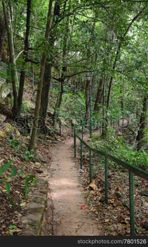 a great image of a path through a rainforest in darwin
