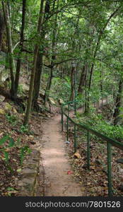 a great image of a path through a rainforest in darwin