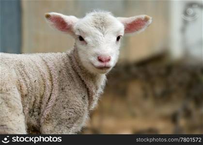 a great image of a young lamb on the farm. young baby lamb