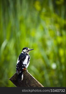 A Great Spotted Woodpecker Perched On A Fence Post