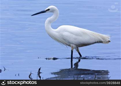 A Great White Egret (Egretta alba) in the Chobe River in northern Botswana. The Great White Egret normally has a yellow bill except for a short time when breeding, when it turns black.