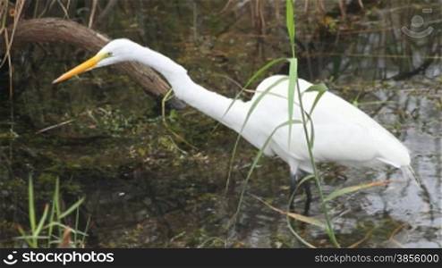 A great white heron wading through an Everglades swamp
