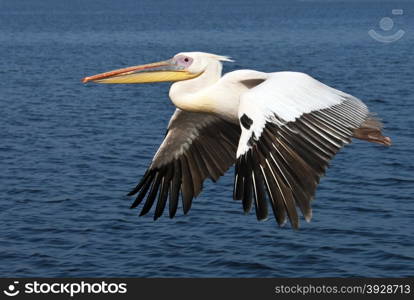 A Great White Pelican (Pelecanus onocrotalus) in flight over the sea near the coast of Namibia
