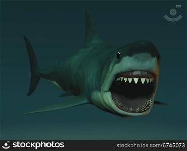 A great white shark (charcarodon charcarias) with its mouth open ready to attack.. Great white shark ready to bite.