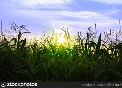 A green field of corn growing up in summer
