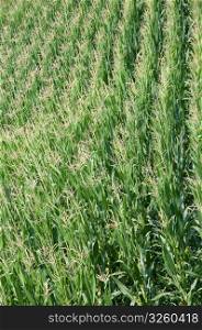 A green field of corn (Zea mays) in summer season. Green corn field in summer