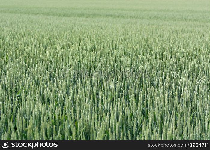 A green field of flowering rye, Secale cereale in summer