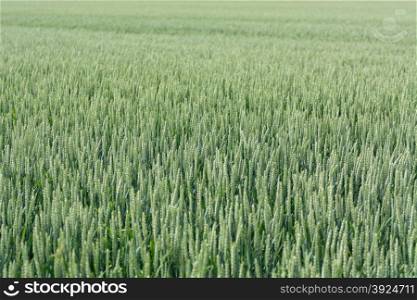A green field of flowering rye, Secale cereale in summer