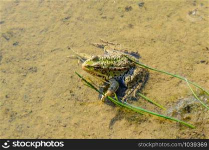 A green frog is sitting in the water under the summer sun waiting for some insect to catch