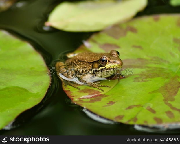 a green frog resting on a water lily leaf