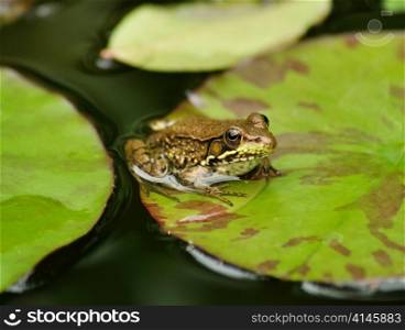 a green frog resting on a water lily leaf