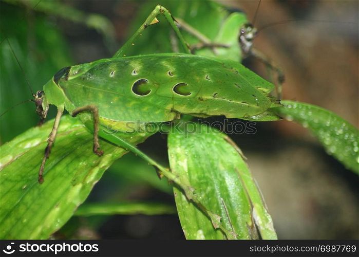 A green grasshopper sitting on a leaf. Eine gr?ne Heuschrecke sitzt auf einem Blatt