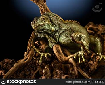 A green iguana on a tree branch.