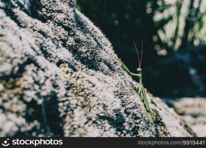 A green mantis on a rock with moss