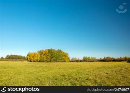 A green meadow, autumn trees and a blue cloudless sky, Nowiny, Lubelskie, Poland