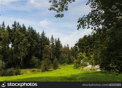A green meadow next to forest