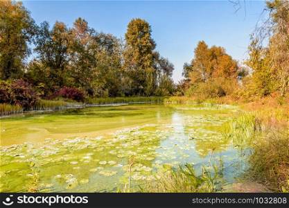 A green pond surrounded by autumn trees
