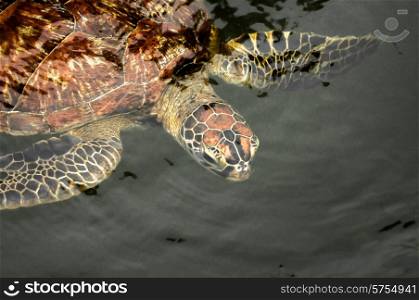 A green sea turtle in the water at a sanctuary in Zanzibar where they are protected.