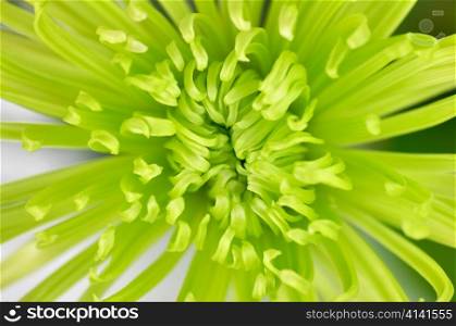 a green spring flower ,close up for background